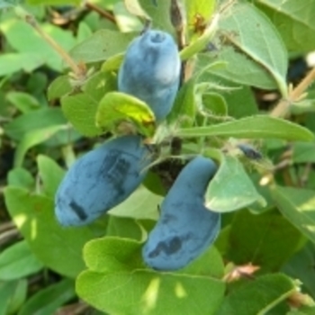 Lonicera caerulea 'Boreal Blizzard'