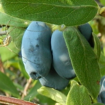 Lonicera caerulea 'Boreal Beast'