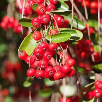 Shepherdia canadensis