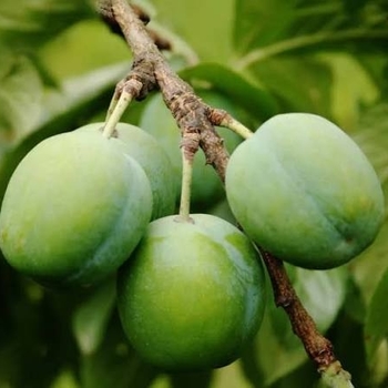 Prunus domestica 'Stanley'
