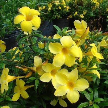Allamanda cathartica