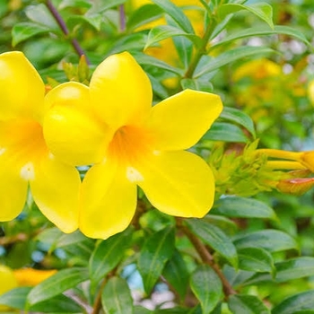 Allamanda 'Cherries Jubilee' 