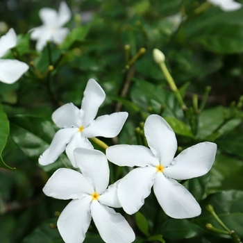 Gardenia jasminoides 'Pinwheel'