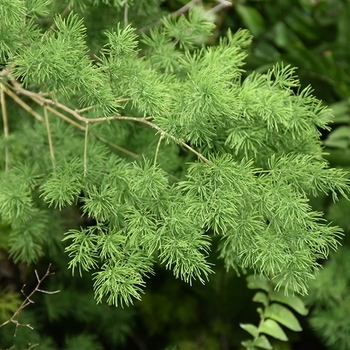 Asparagus myriocladus