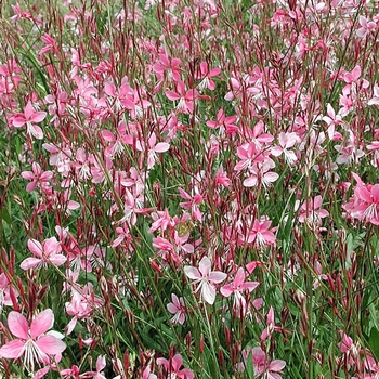 Gaura lindheimeri 'Siskiyou Pink'
