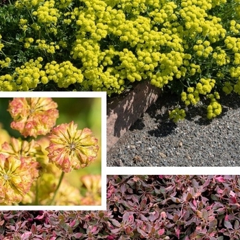 Eriogonum umbellatum var. aureum 'Psdowns' PP30354P2