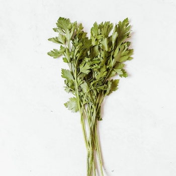 Apium graveolens var. secalinum