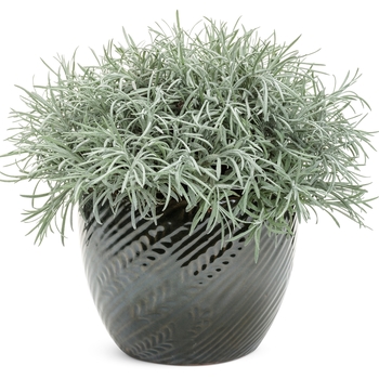 Helichrysum thianschanicum 'Icicles' PP30,170