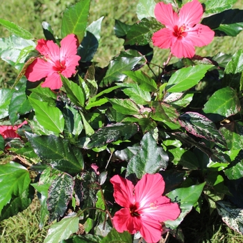 Hibiscus rosa-sinensis 'Variegata' USPP26309P3