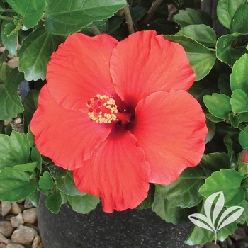 Hibiscus rosa-sinensis 'Dark Heart'