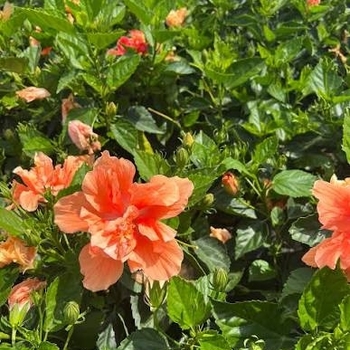 Hibiscus rosa-sinensis 'Double Orange'