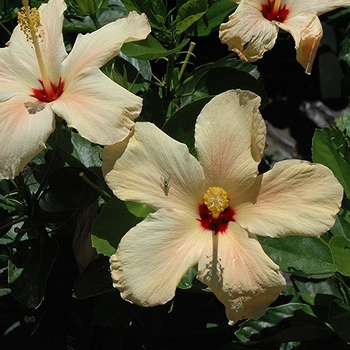 Hibiscus rosa-sinensis 'Red Hot'