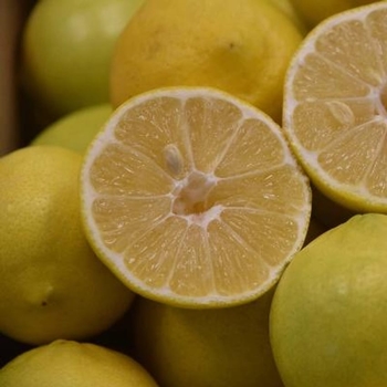 Citrus limettiodes