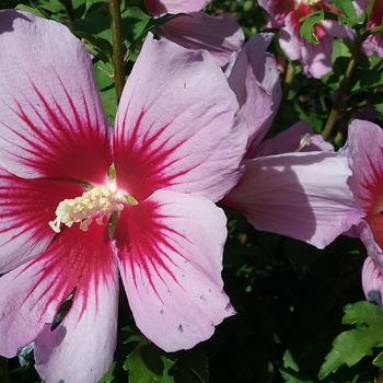 Hibiscus syriacus 'Woodbridge'