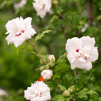 Hibiscus syriacus 'Morning Star'