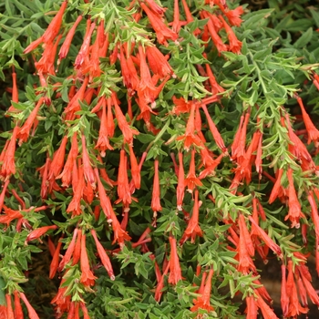 Zauschneria garrettii 'Orange Carpet&reg;' PP18,951