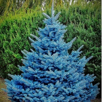 Picea pungens 'Blue Diamond'