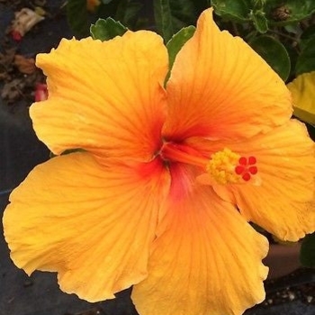 HIbiscus rosa-sinensis 'Joanne'