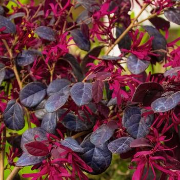Loropetalum chinense 'Red Chocolate' 