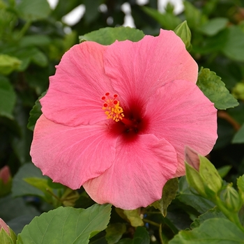 Hibiscus rosa-sinensis 'Cayman Wind' PP19599P2