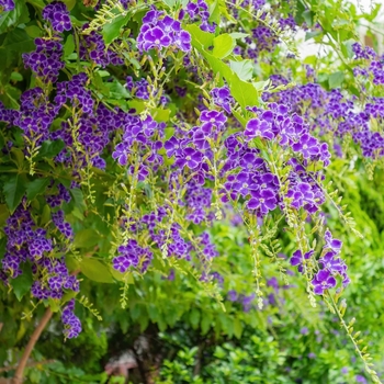 Duranta erecta 'Sapphire Showers'