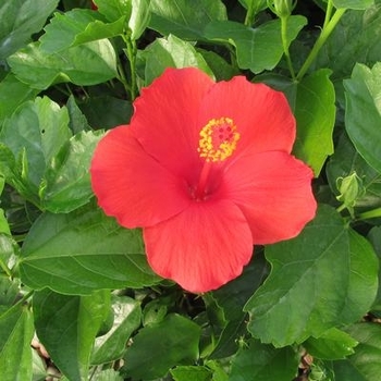 Hibiscus rosa-sinensis 'Feeling Hot'