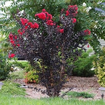 Lagerstroemia 'JM2' PPAF