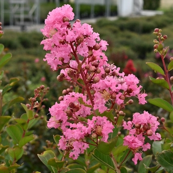 Lagerstroemia indica 'Purple Star'
