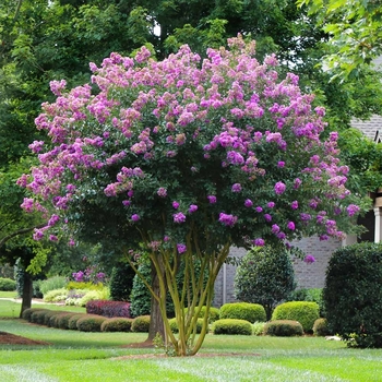 Lagerstroemia indica x fauriei 'Muskogee'