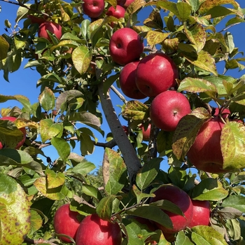Malus 'Haralson' 