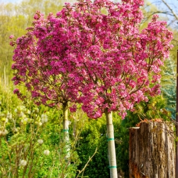 Malus 'Friudlund' USPP11685P2