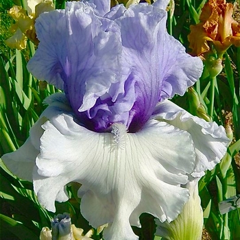 Iris germanica 'Wintry Sky' 