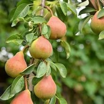 Pyrus ussuriensis 'Golden Spice' 