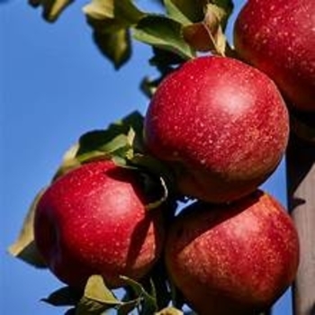 Malus domestica 'MN-33' PP35,830