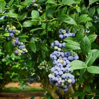 Vaccinium ashei 'Climax' 