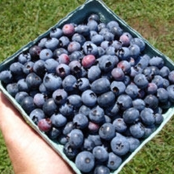 Vaccinium ashei 'Austin' 