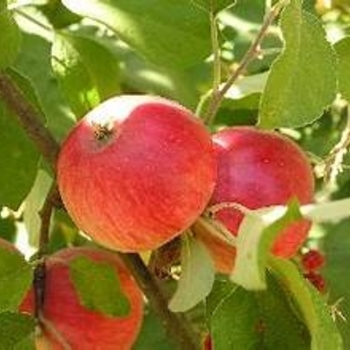 Malus 'Fireside' 