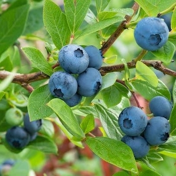 Vaccinium ashei 'Tifblue'