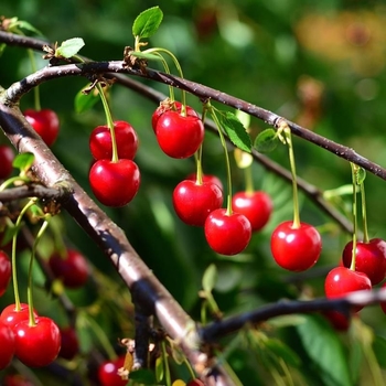 Prunus cerasus 'Evans Bali'