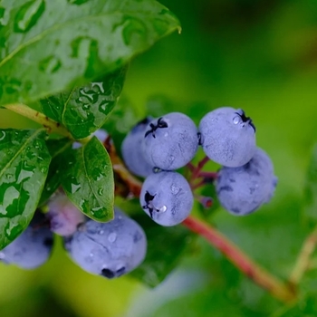 Vaccinium ashei 'Premier' 
