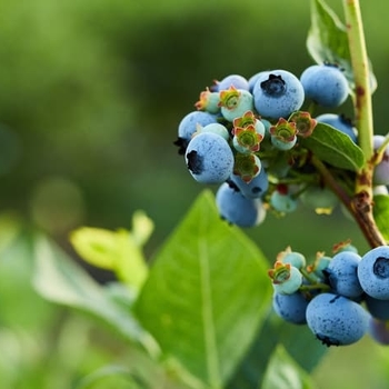 Vaccinium ashei 'Powder Blue' 