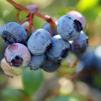Vaccinium ashei 'Ochlockonee' 