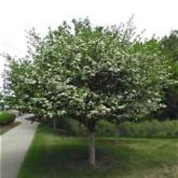 Crataegus crus-galli var. inermis