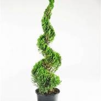 Juniperus chinensis 'Blue Point Spiral'