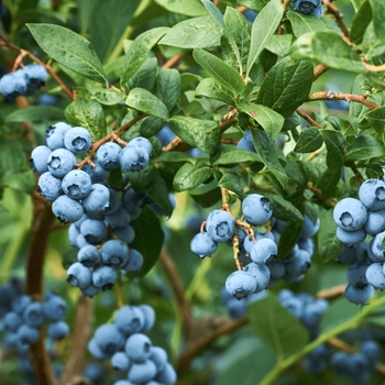 Vaccinium corymbosum 'FL09-216' PPAF