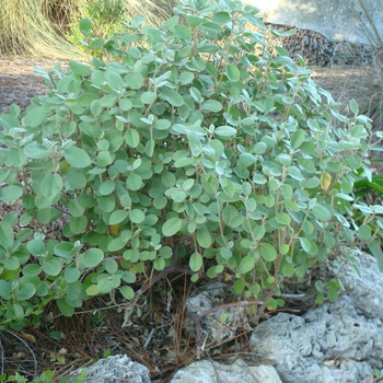 Croton punctatus