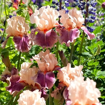 Iris germanica 'Cherry Glen' 