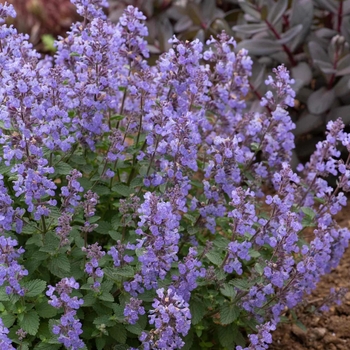 Nepeta siberica 'Souvenir d'Andre Chaudron'