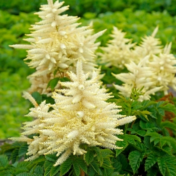 Aruncus 'Sparkles' 