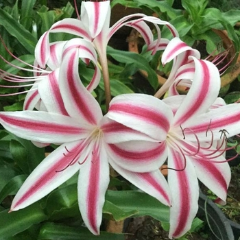 Crinum 'Stars and Stripes'